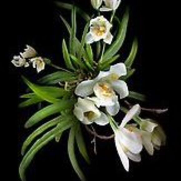 Meet your Posher, Ann - Picture 1 of 1